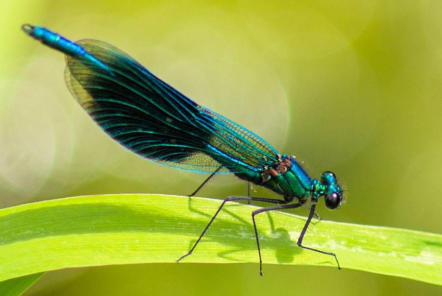 Blauflügel Prachtlibelle